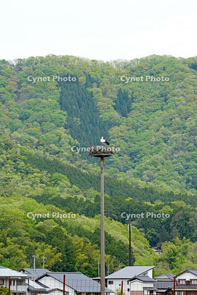 兵庫県立コウノトリの郷公園　人工巣塔で子育て中ノコウノトリ　兵庫県　豊岡市 [MAS110009882]