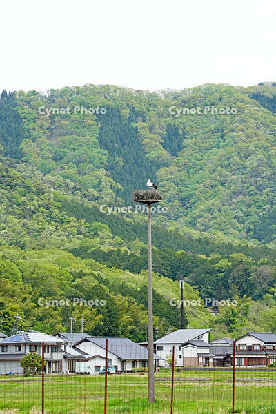 兵庫県立コウノトリの郷公園　人工巣塔で子育て中ノコウノトリ　兵庫県　豊岡市 [MAS110009883]