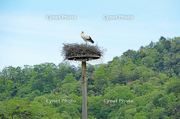 兵庫県立コウノトリの郷公園　人工巣塔で子育て中ノコウノトリ　兵庫県　豊岡市 [MAS110009887]