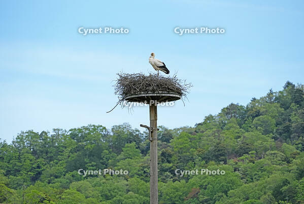 兵庫県立コウノトリの郷公園　人工巣塔で子育て中ノコウノトリ　兵庫県　豊岡市 [MAS110009888]