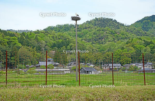 兵庫県立コウノトリの郷公園　人工巣塔で子育て中ノコウノトリ　兵庫県　豊岡市 [MAS110009890]