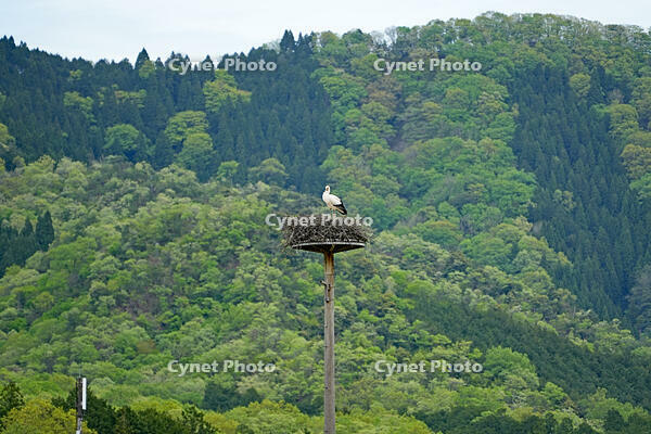 兵庫県立コウノトリの郷公園　人工巣塔で子育て中ノコウノトリ　兵庫県　豊岡市 [MAS110009891]