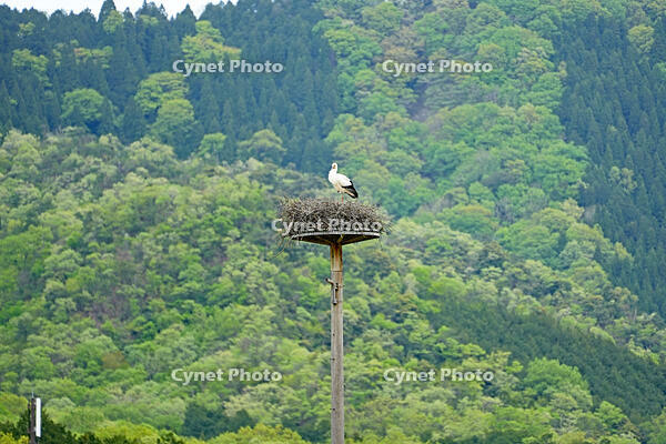 兵庫県立コウノトリの郷公園　人工巣塔で子育て中ノコウノトリ　兵庫県　豊岡市 [MAS110009892]