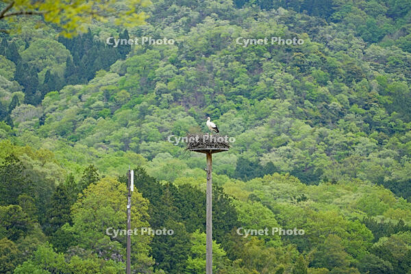 兵庫県立コウノトリの郷公園　人工巣塔で子育て中ノコウノトリ　兵庫県　豊岡市 [MAS110009893]