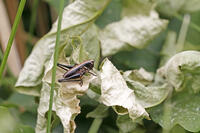 ヒメギス　幼虫　2010.06　長野県 [BAR110004700]