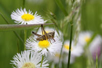 ヒメギス　幼虫　2010.06　長野県 [BAR110004701]