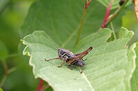 ヒメギス　幼虫　2010.07　山梨県 [BAR110004702]