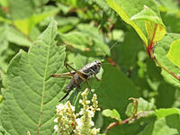 ヒメギス♀　幼虫　2010.07　山梨県 [BAR110004703]