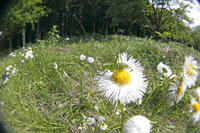 ヤブキリ　幼虫　2010.06　山梨県 [BAR110004704]