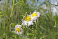 ヤブキリ　幼虫　2010.06　山梨県 [BAR110004705]