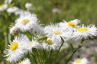 ヤブキリ　幼虫　2010.06　山梨県 [BAR110004707]