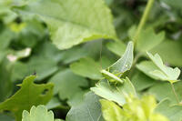 ヤブキリ　幼虫　2010.06　長野県 [BAR110004708]