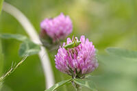ヤブキリ　幼虫　アカツメクサ訪花　2010.06　長野県 [BAR110004709]