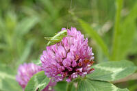 ヤブキリ　幼虫　アカツメクサ訪花　2010.06　長野県 [BAR110004710]