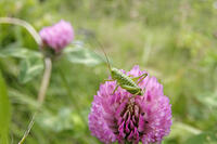 ヤブキリ　幼虫　アカツメクサ訪花　2010.06　長野県 [BAR110004711]