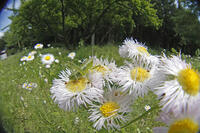 ヤブキリ　幼虫　ヒメジョオンの花粉を食う　2010.06　山梨県 [BAR110004712]