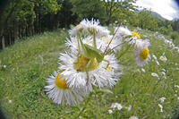 ヤブキリ　幼虫　ヒメジョオンの花粉を食う　2010.06　山梨県 [BAR110004713]
