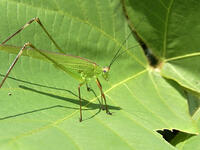 アシグロツユムシ　2010.08　山梨県 [BAR110004714]