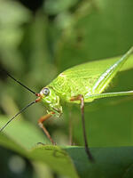 アシグロツユムシ　2010.08　山梨県 [BAR110004715]