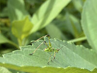 アシグロツユムシ　幼虫　2010.08　山梨県 [BAR110004716]