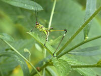 アシグロツユムシ　幼虫　2010.08　山梨県 [BAR110004717]