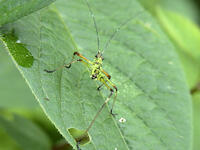 アシグロツユムシ　幼虫　2010.08　山梨県 [BAR110004718]