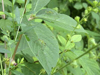 アシグロツユムシ　幼虫　2010.08　山梨県 [BAR110004719]
