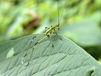 アシグロツユムシ　幼虫　2010.08　山梨県 [BAR110004720]