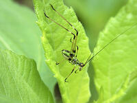 アシグロツユムシ　幼虫　2010.08　山梨県 [BAR110004721]