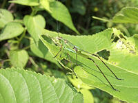 アシグロツユムシ　幼虫　2010.08　山梨県 [BAR110004722]