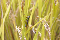 イナゴ（コバネイナゴ）　2010.10　山梨県 [BAR110004724]