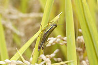 イナゴ（コバネイナゴ）　2010.10　山梨県 [BAR110004725]