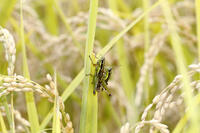 イナゴ（コバネイナゴ）　交尾　2010.10　山梨県 [BAR110004726]