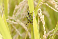 イナゴ（コバネイナゴ）　交尾　2010.10　山梨県 [BAR110004727]