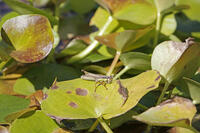 イナゴモドキ　2010.10　山梨県 [BAR110004728]