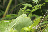 オオカマキリ　2010.08　山梨県 [BAR110004729]