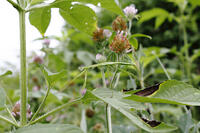 オオカマキリ　幼虫　2010.08　山梨県 [BAR110004731]
