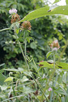 オオカマキリ　幼虫　2010.08　山梨県 [BAR110004732]