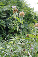 オオカマキリ　幼虫　2010.08　山梨県 [BAR110004733]