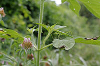 オオカマキリ　幼虫　2010.08　山梨県 [BAR110004734]