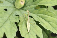 オオカマキリ　幼虫　2010.08　山梨県 [BAR110004736]
