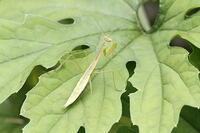 オオカマキリ　幼虫　2010.08　山梨県 [BAR110004737]