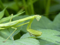 オオカマキリ　幼虫　2010.08　山梨県 [BAR110004738]