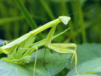 オオカマキリ　幼虫　2010.08　山梨県 [BAR110004739]