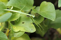 オオカマキリ幼虫　2010.07　山梨県 [BAR110004741]