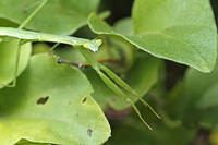 オオカマキリ幼虫　2010.07　山梨県 [BAR110004742]
