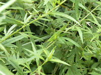 オナガササキリ　♀　2010.08　山梨県 [BAR110004743]