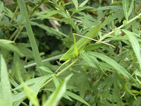 オナガササキリ　♀　2010.08　山梨県 [BAR110004744]