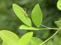 オナガササキリ　幼虫　2010.08　山梨県 [BAR110004745]