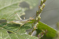 カンタン　イノコズチの穂を食う　コオロギ科　2010.10　山梨県 [BAR110004749]